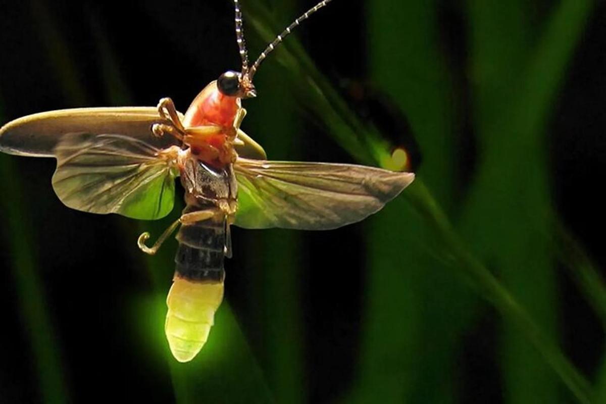 una libélula posada en lo alto de una planta