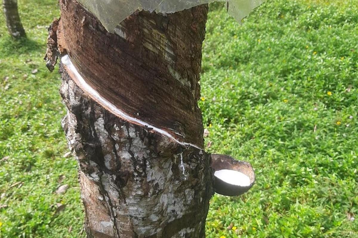 batang pokok dengan pemakan burung di atasnya