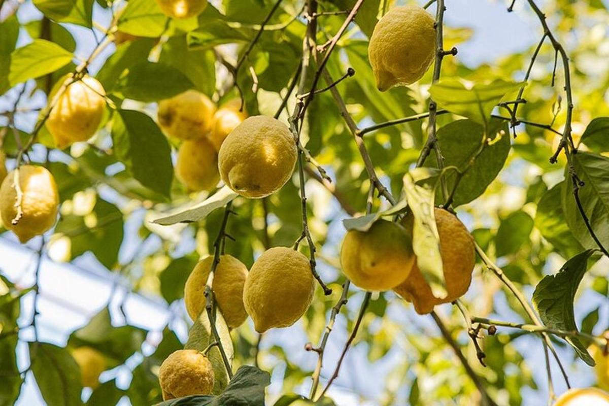 citronu ķekars, kas karājas no koka