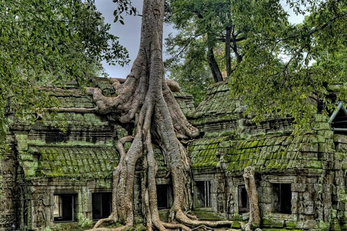 pokok yang tumbuh di tepi bangunan lama