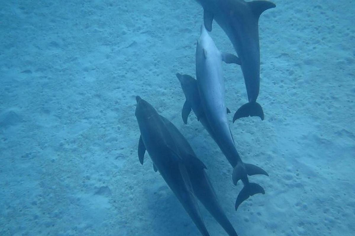 egy csoport delfin úszik a vízben