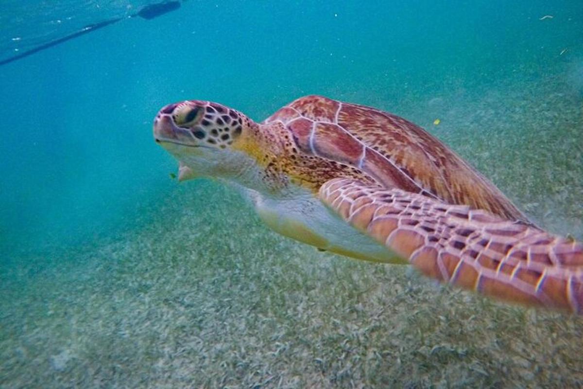 a green sea turtle swimming in the water