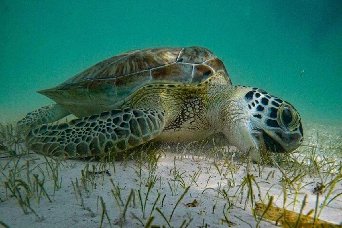 a green sea turtle swimming in the water