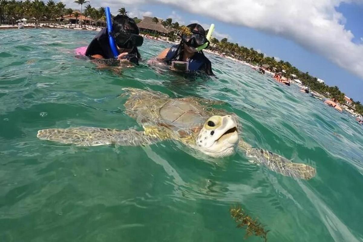 a green sea turtle in the water with people in the background