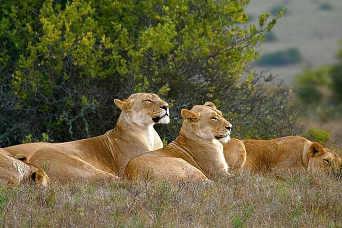 drei Löwen liegen im Gras auf einem Feld