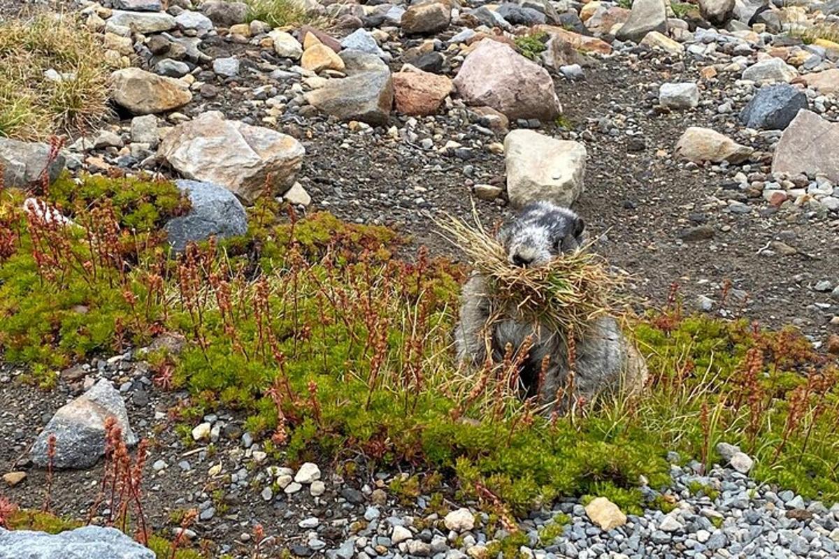 koala istub kivisel põllul rohus