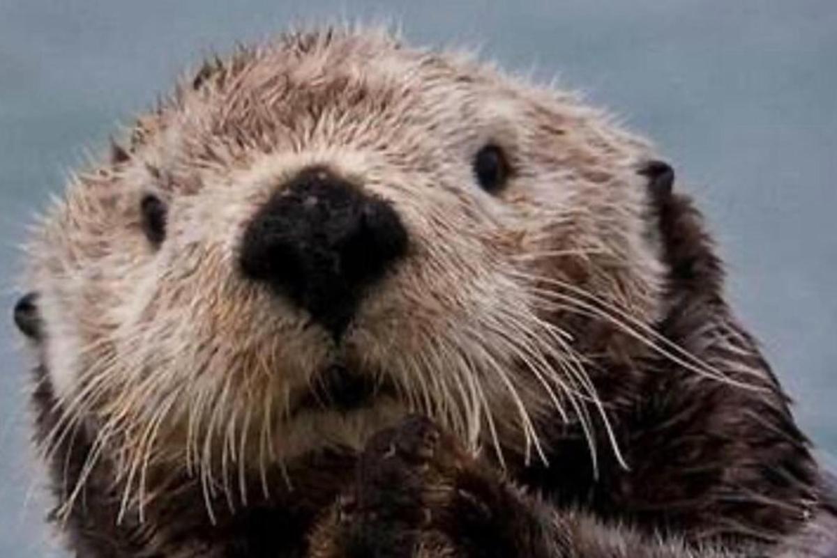a close up of a stuffed animal animal with its face
