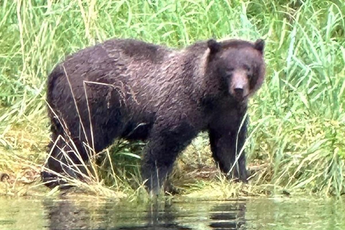 a large black bear walking in the water