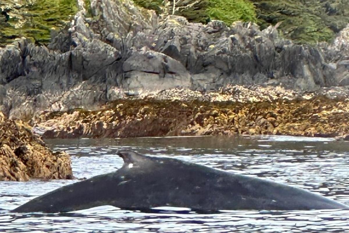 a whale swimming in a body of water