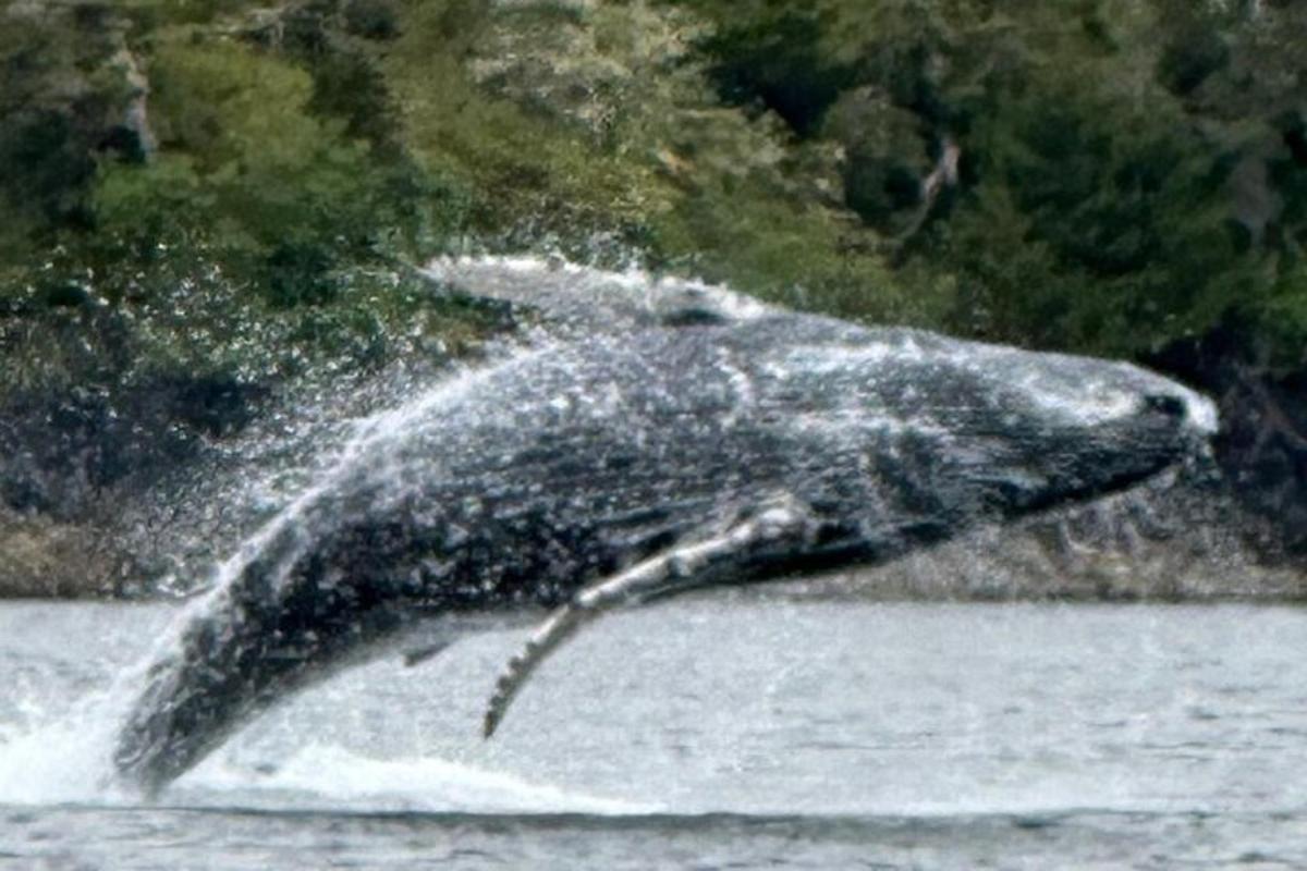 a dolphin jumping out of the water