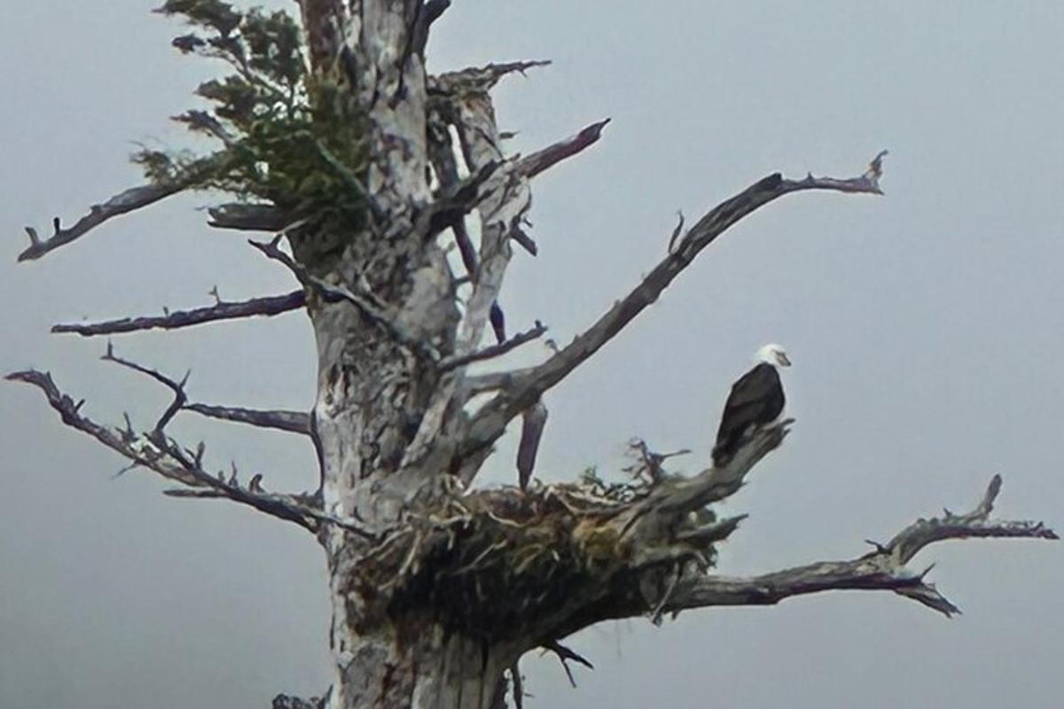 a bird sitting on top of a tree
