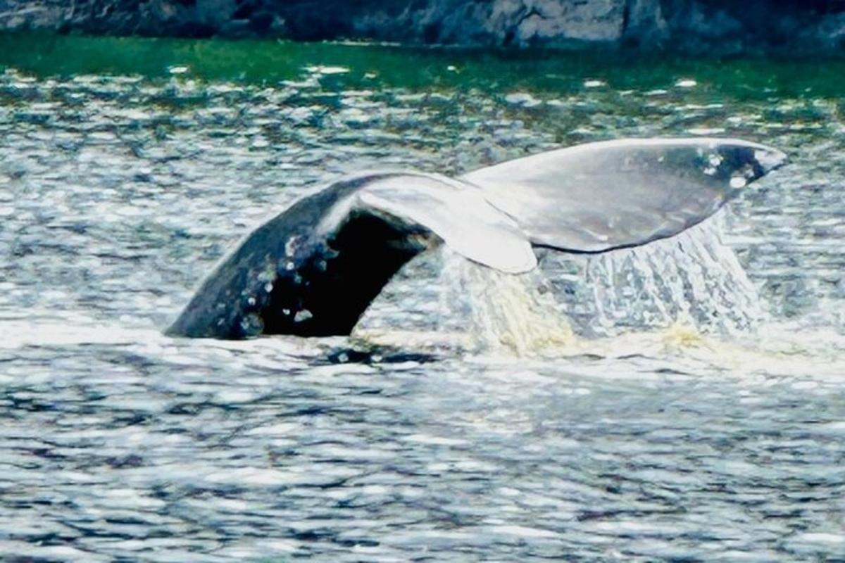 a dolphin flipping its tail in the water