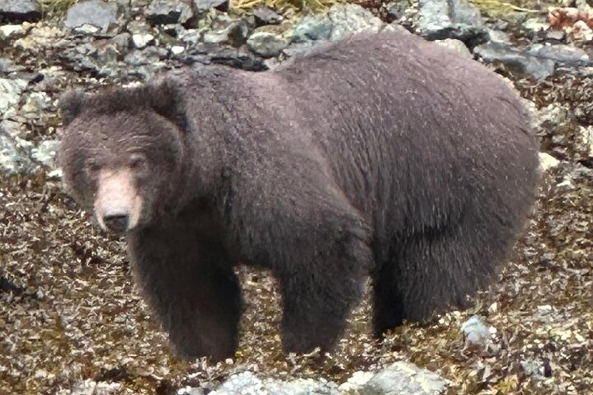 a large brown bear standing on some rocks