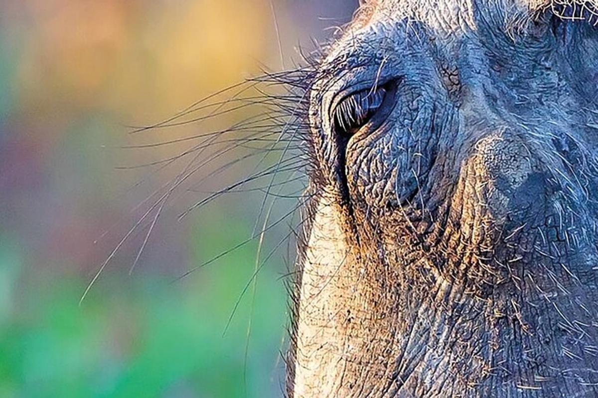 et nærbillede af en elefants øje