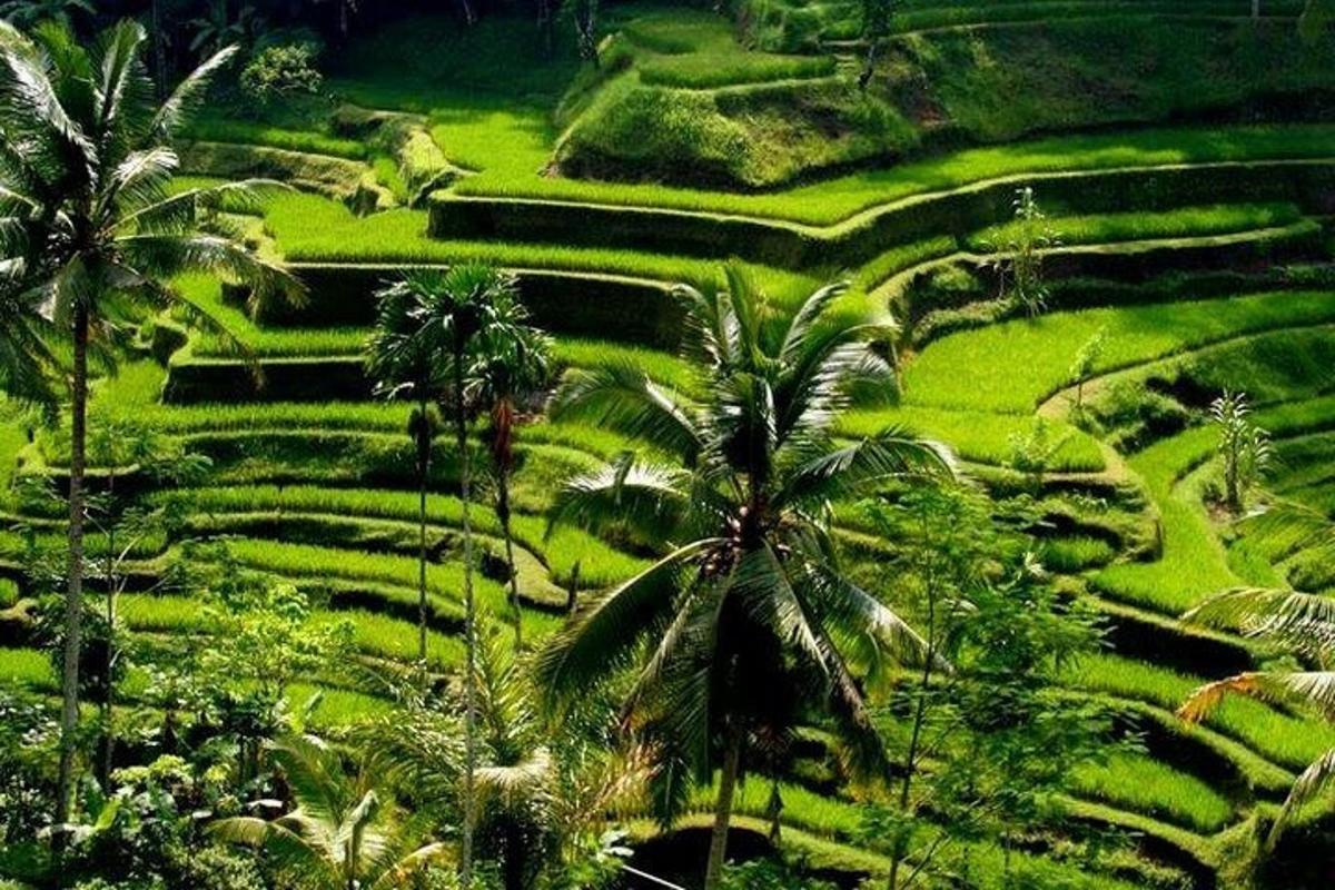 Una vista aérea de palmeras y campos de arroz.