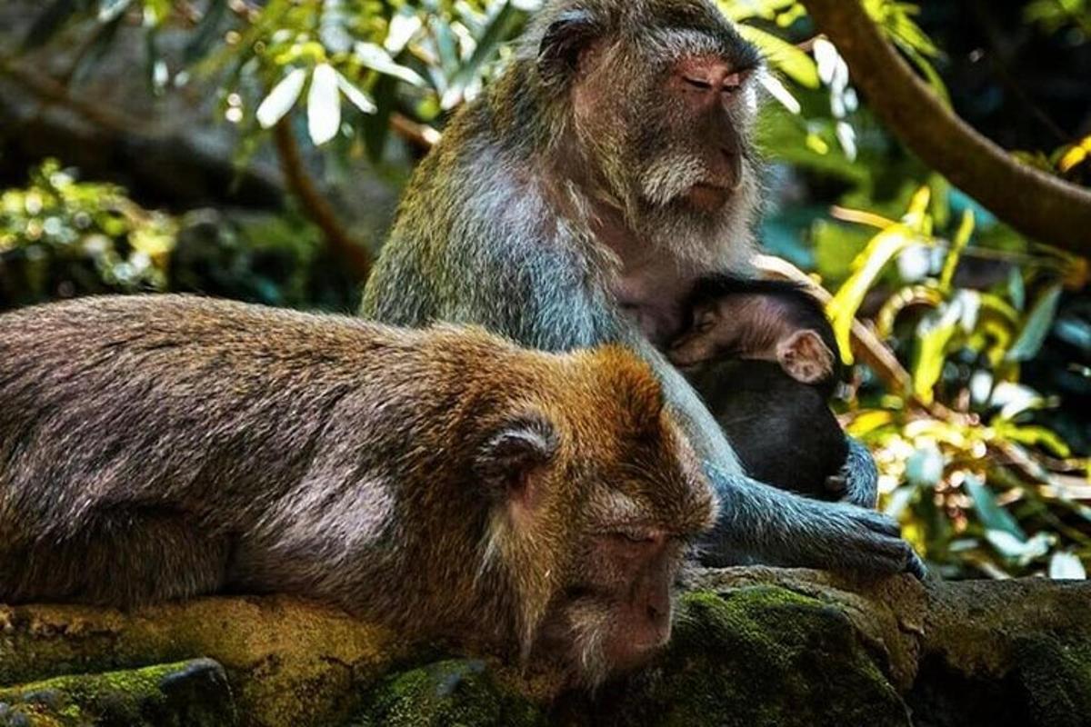 dos monos sentados en lo alto de una roca