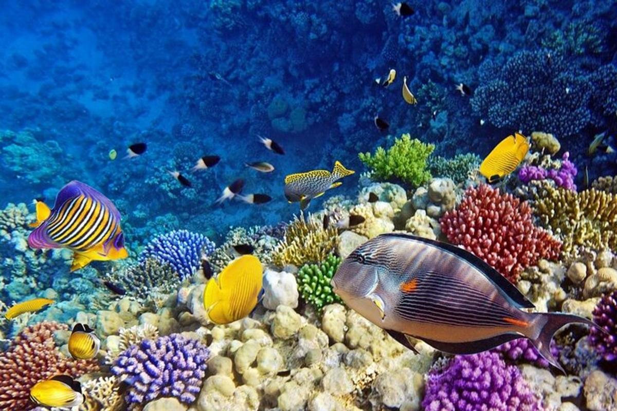 un gruppo di pesci su una barriera corallina