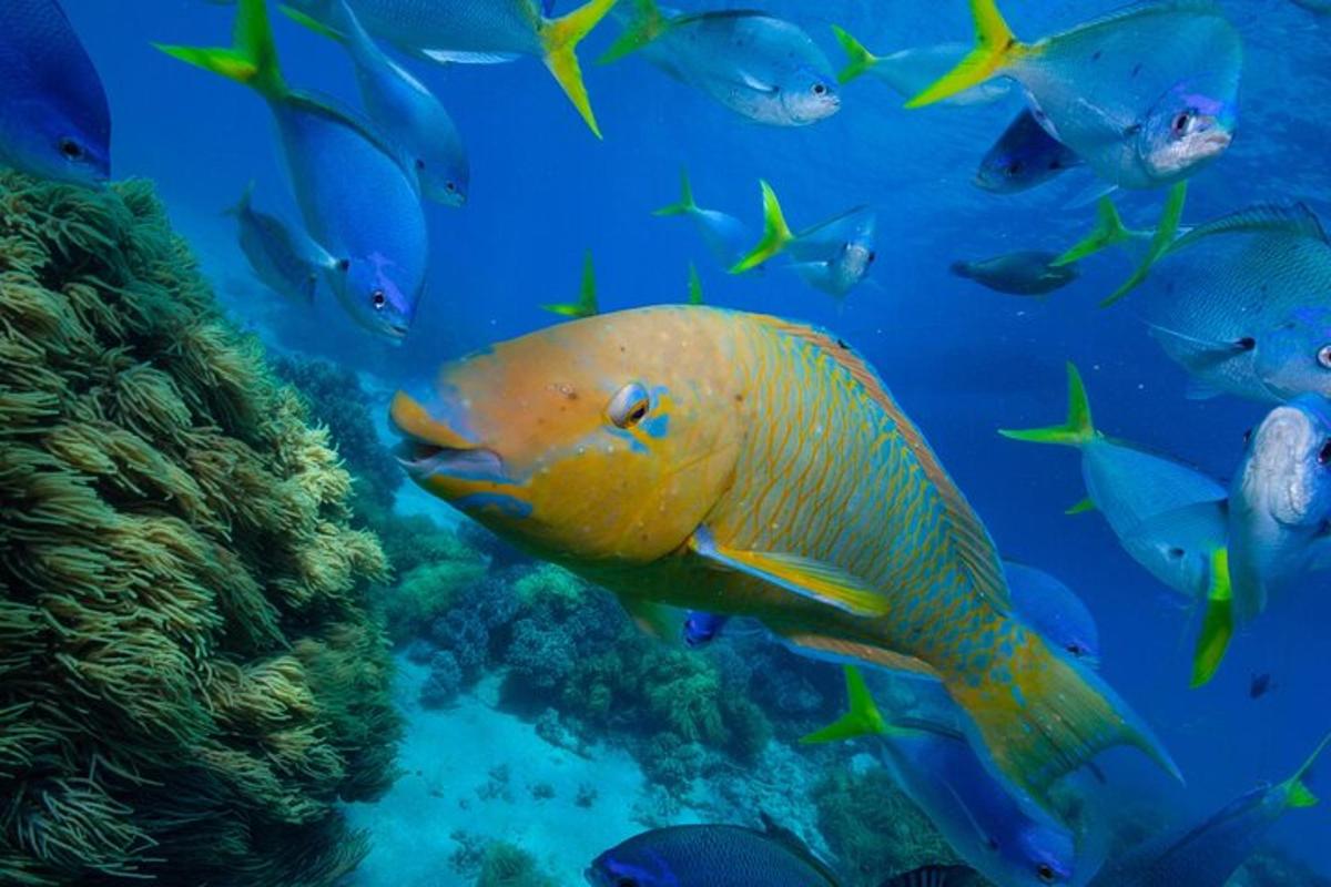 ein großer gelber Fisch, der im Ozean schwimmt