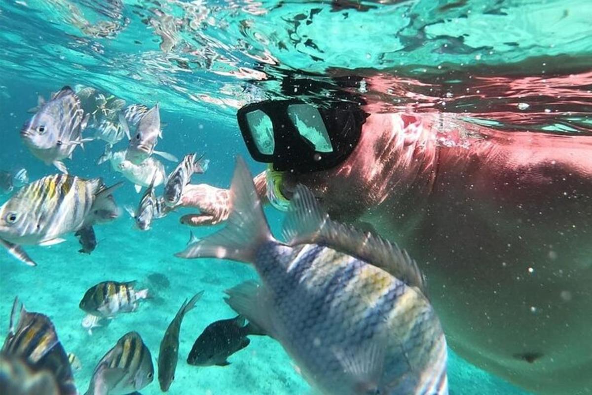 a diver in the water with a group of fish
