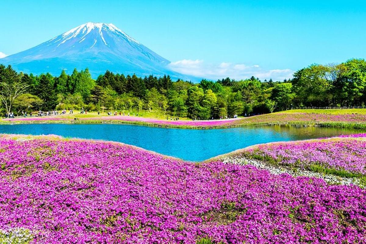 una montagna con fiori viola di fronte a un lago