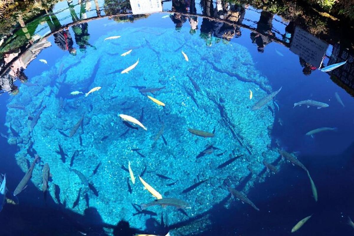 un gruppo di pesci che nuotano in un grande acquario
