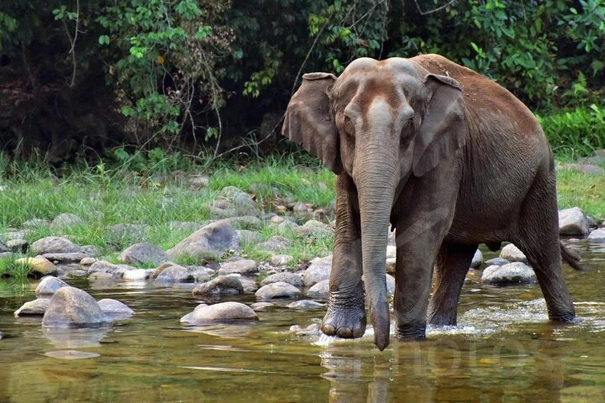 an elephant walking through a stream of water