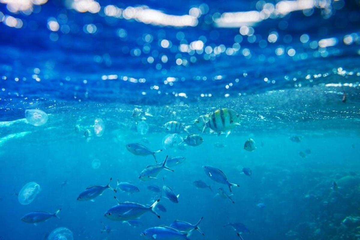 un grup de peixos nedant a l'aigua