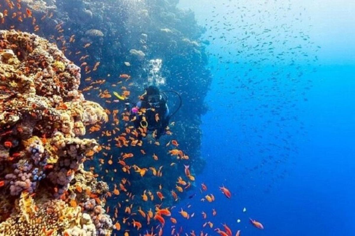 un scafandru în ocean, lângă un recif de corali