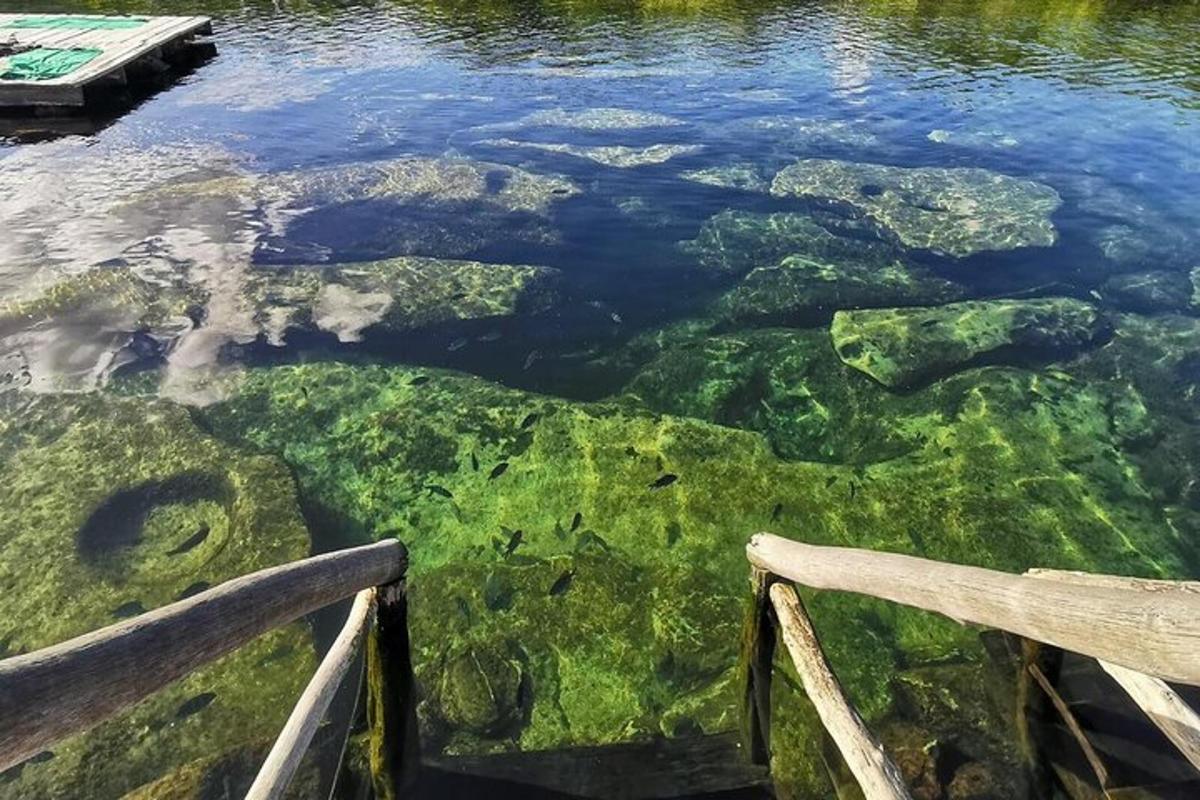 водена површина са зеленим алгама и стенама