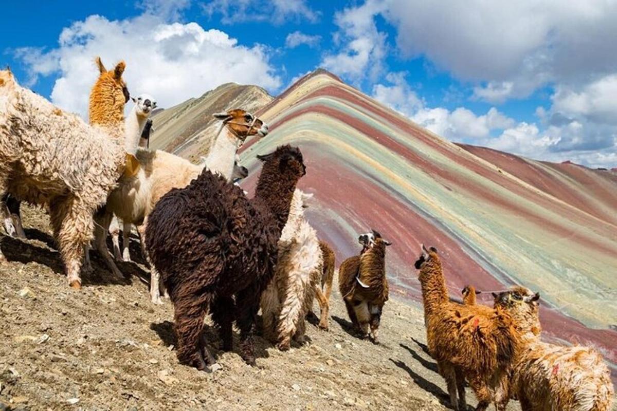 sekumpulan llama berdiri di atas gunung