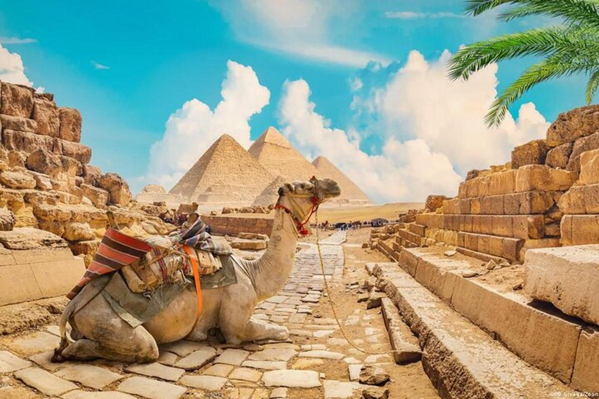 velbloud stojící před pyramidami