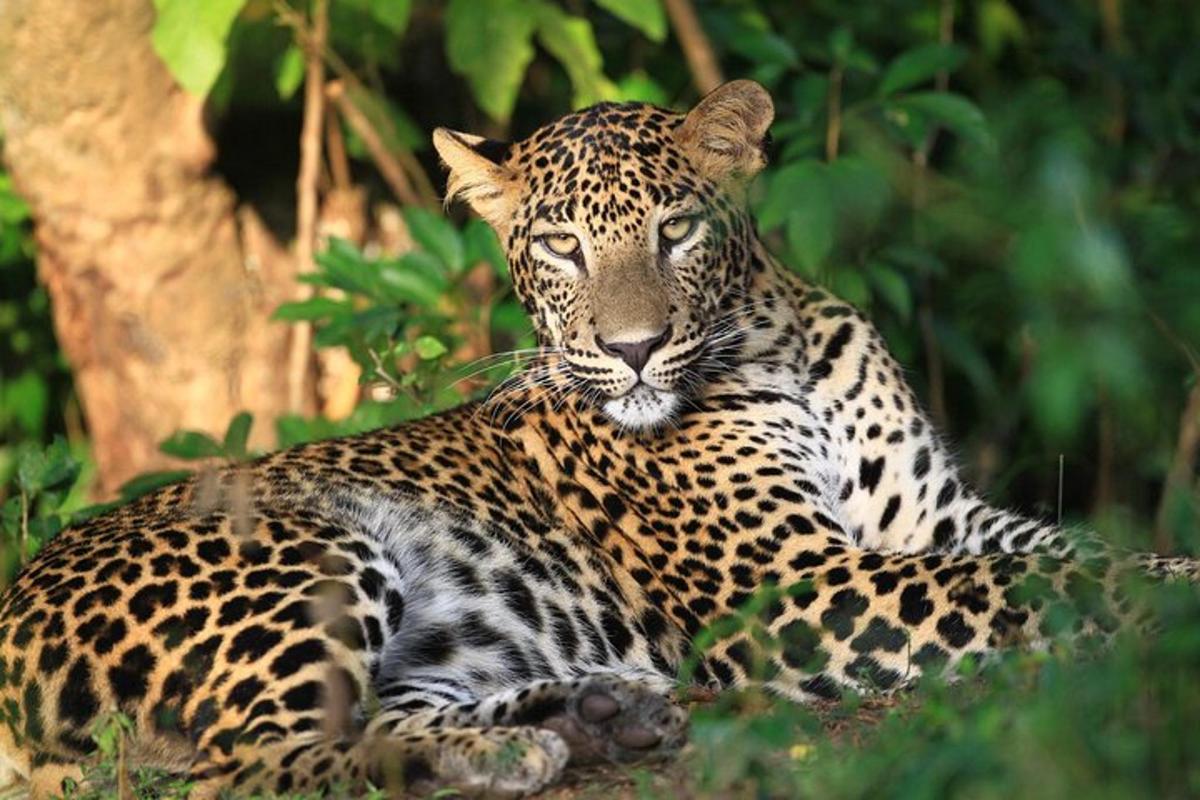 a leopard laying on the ground in the grass
