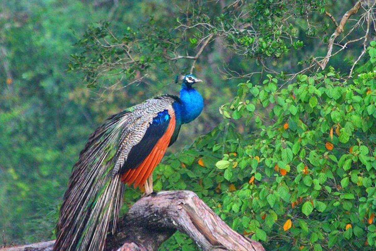a peacock standing on top of a tree branch