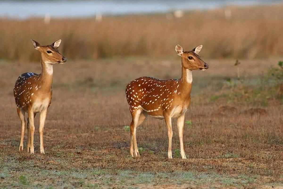 a couple of deer standing in a field