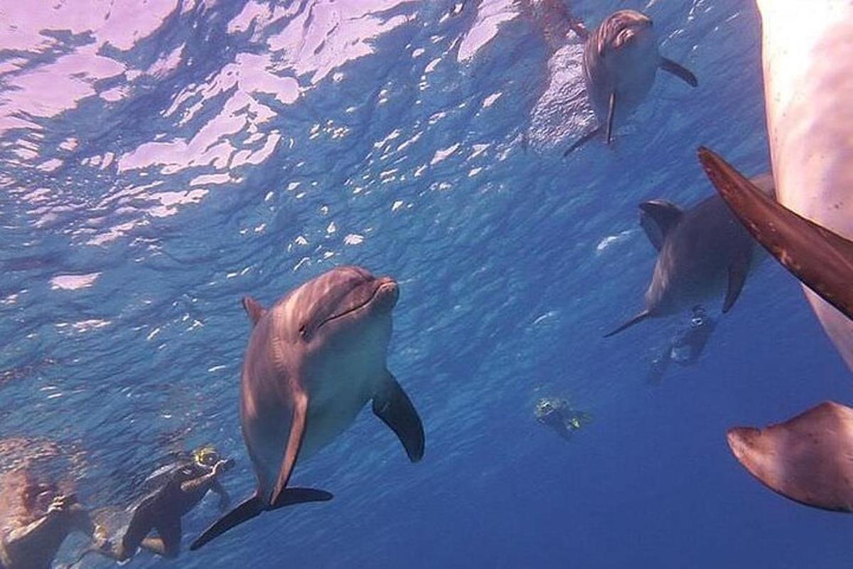 un grup de delfini înotând în apă