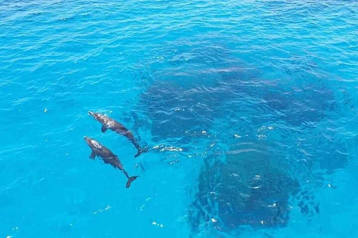 група делфина који пливају у води