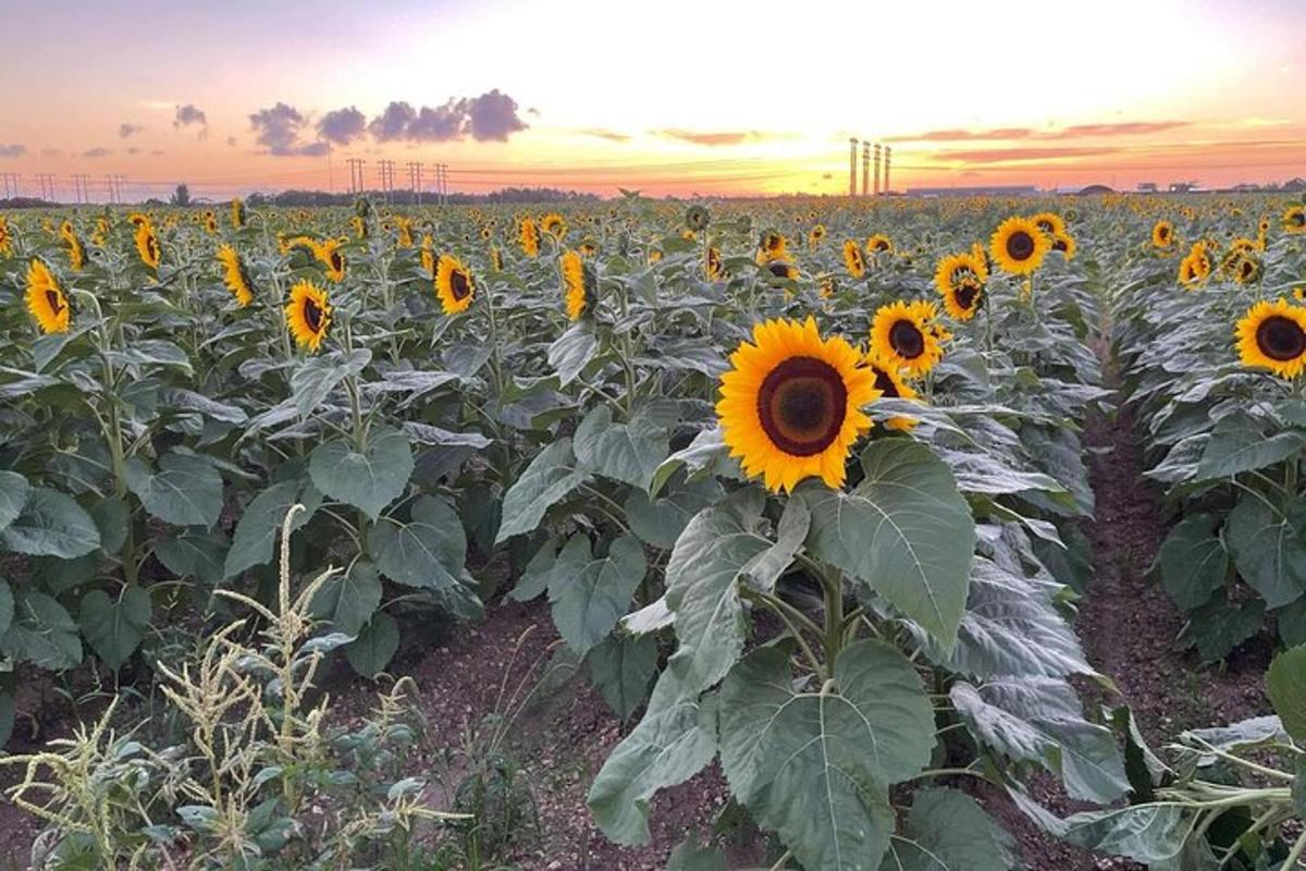 un campo di girasoli con il tramonto sullo sfondo