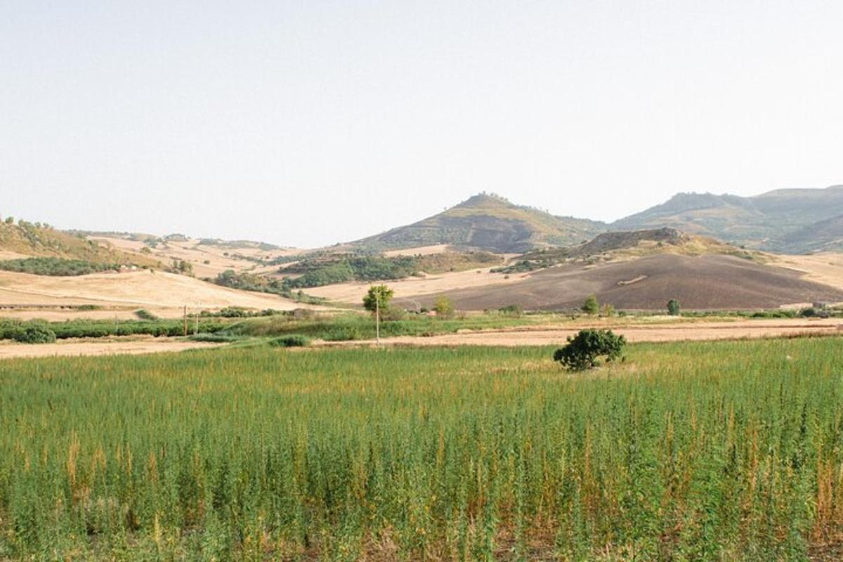 un camp d'herba amb muntanyes al fons