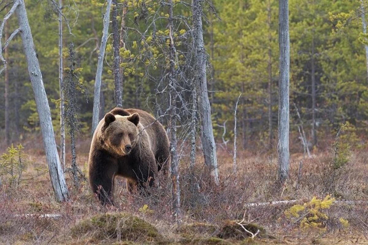 suur pruun karu jalutamas läbi metsa