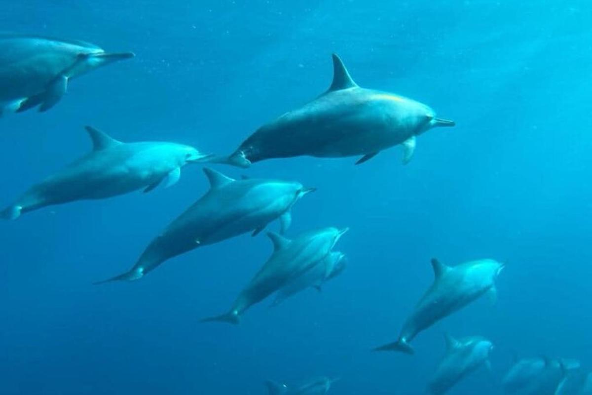 skupina delfínů plavajících v oceánu