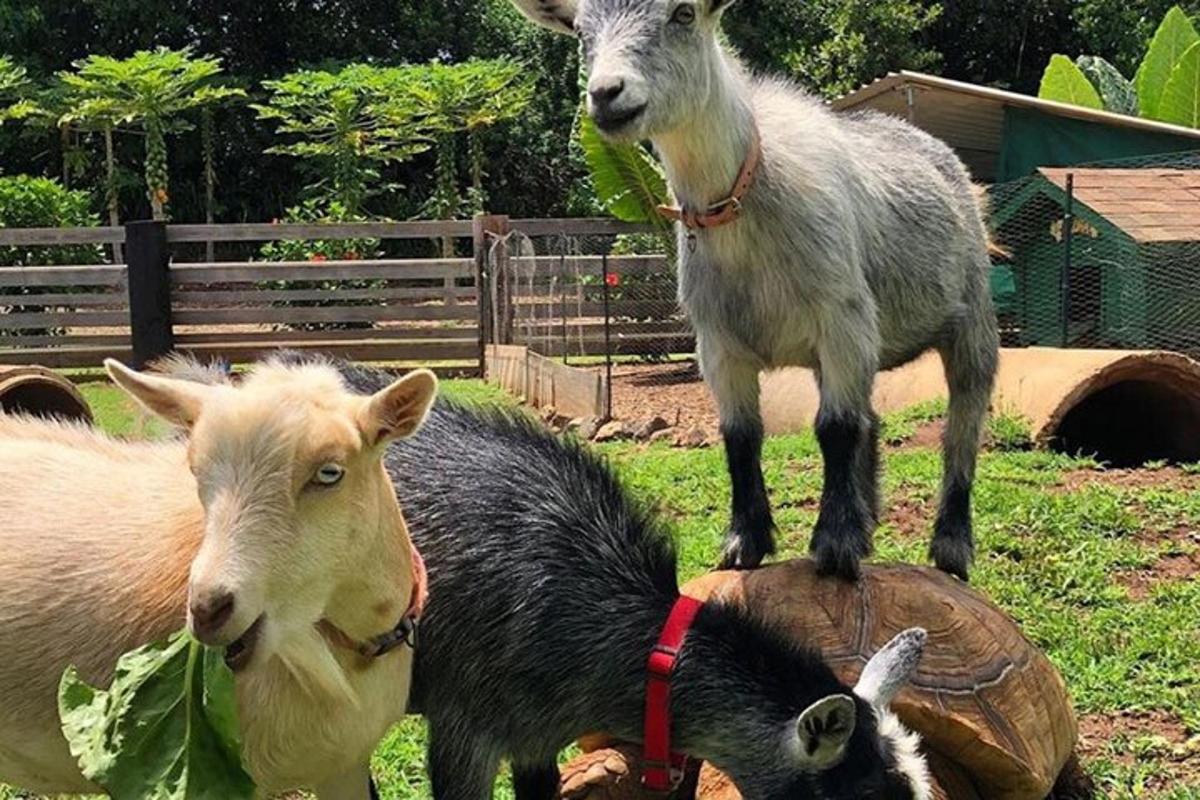 una cabra està dreta sobre dos animals