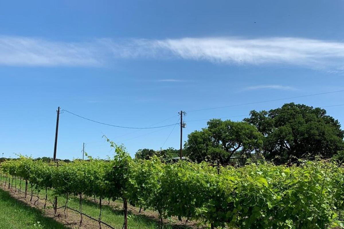 a row of grape vines in a field