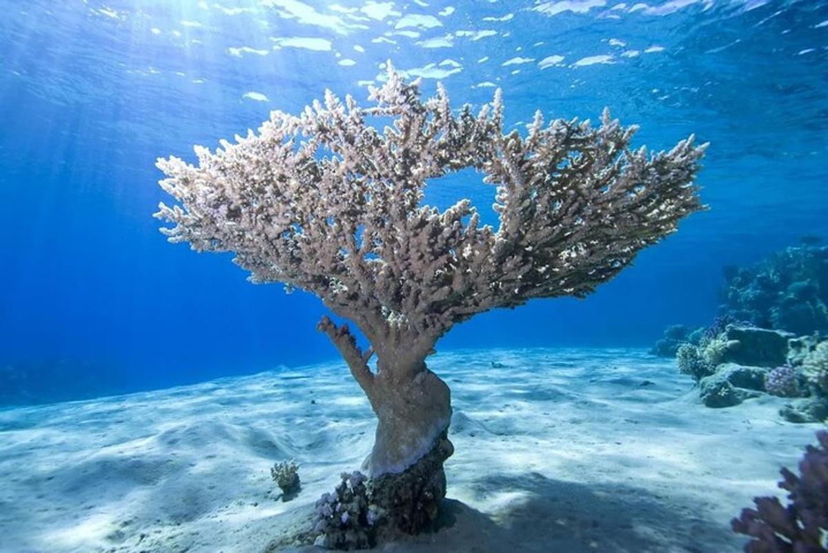 un albero nell'oceano nell'acqua