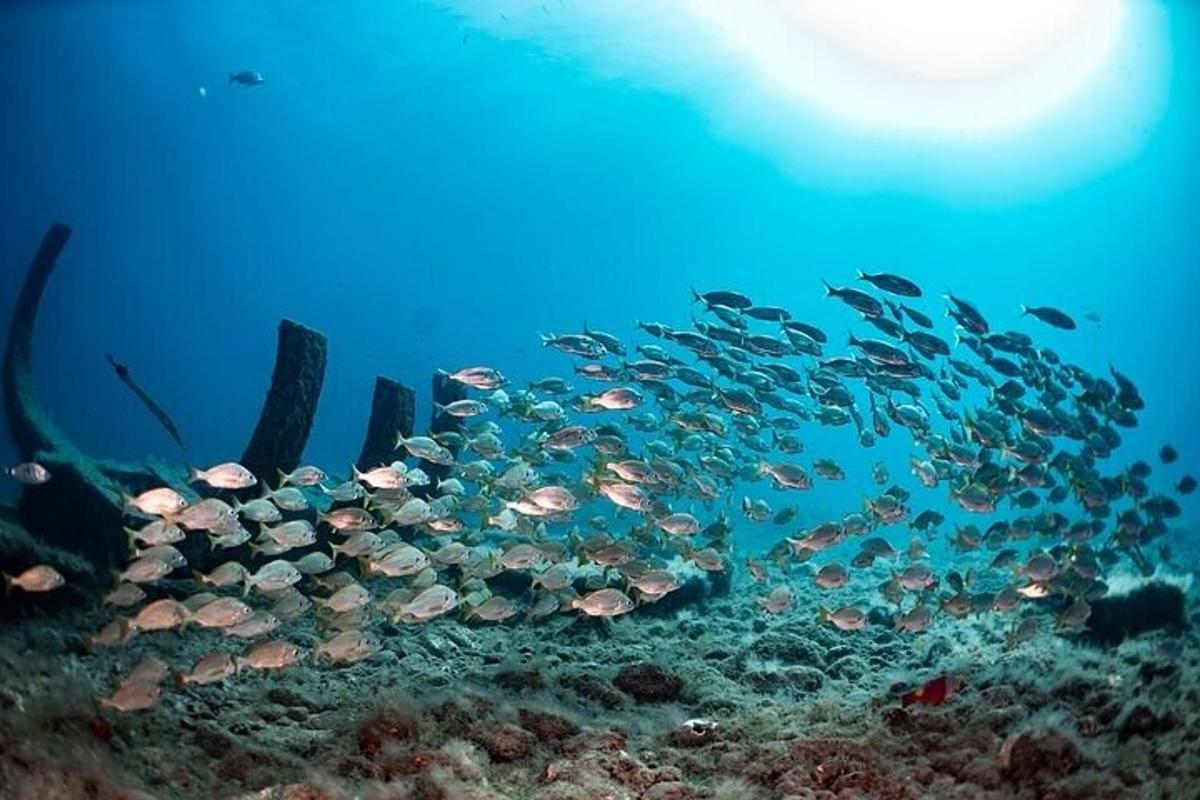 un grande gruppo di pesci che nuotano nell'oceano