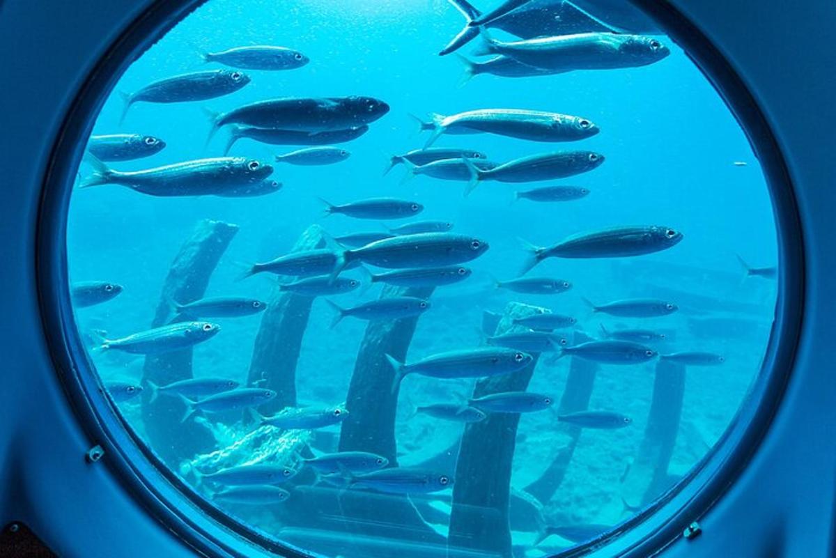 un gruppo di pesci in una vasca di un acquario