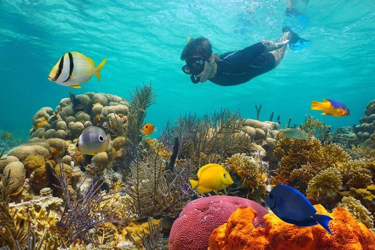 um homem nadando sobre um recife de coral com peixes