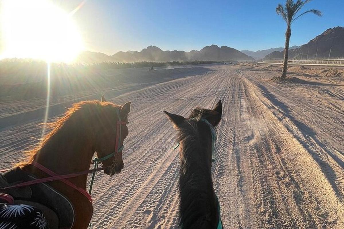 to hester som går på en strand med skinnende sol