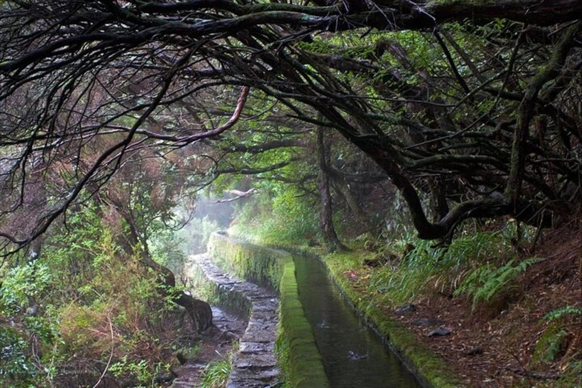a path through a forest with a river