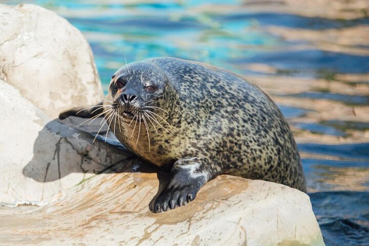 a seal sitting on a rock in the water