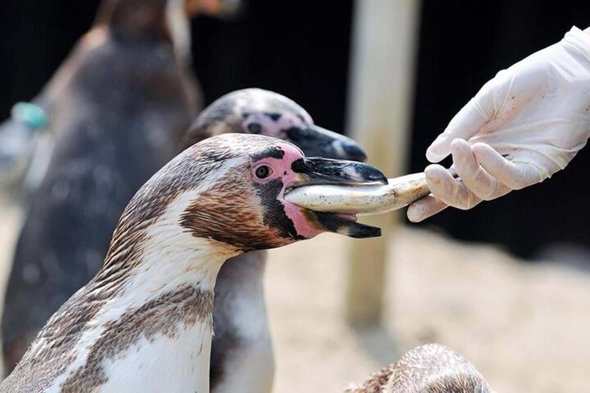 a person feeding a bird with a banana
